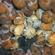 A group of hairy-chested Hoff crabs. (Image: University of Southampton)